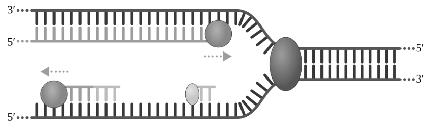 Schematische Darstellung einer DNA-Replikation mit Replikationsgabel und Enzymen.